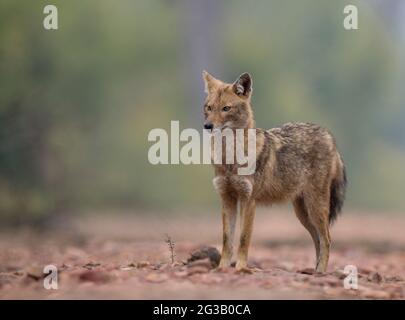 Jackals en arrière-plan brumeux Banque D'Images