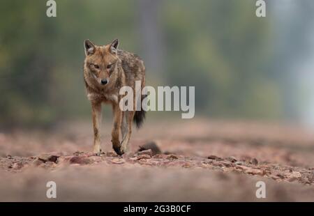 Jackals en arrière-plan brumeux Banque D'Images