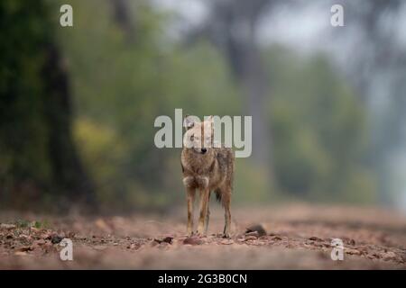 Jackals en arrière-plan brumeux Banque D'Images