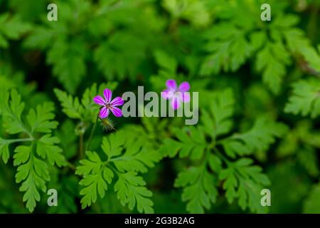 Géranium robertianum en croissance sur le terrain, macro Banque D'Images