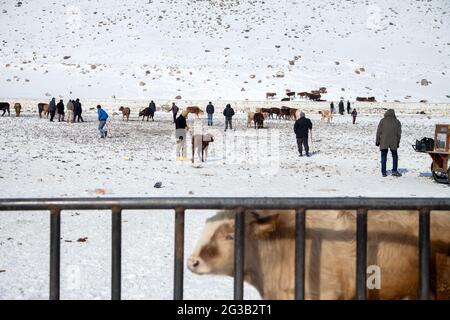 Les acheteurs et les vendeurs négocient sur le marché de l'élevage.Kars, Turquie - 01/26/2016 Banque D'Images