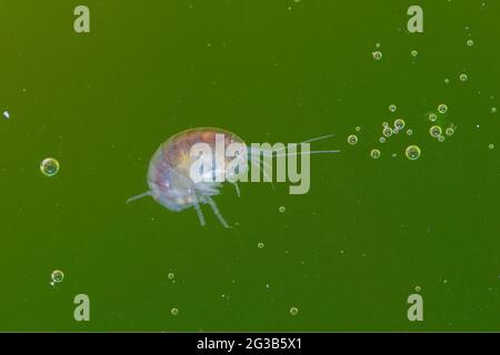 Amphipode crustacés Gammaridae Gammarus en gros plan dans l'eau riche en algues Banque D'Images