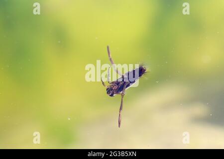 L'insecte aquatique Hemiptera Notonecta glauca se baigner en gros plan Banque D'Images