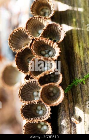Le champignon Cyathus striatus en vue rapprochée Banque D'Images