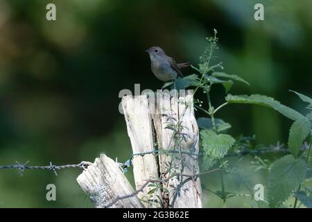 Nightingale Luscinia megarhynchos en sous-croissance près de son nid Banque D'Images