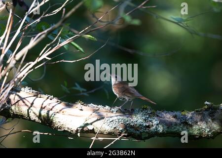 Nightingale Luscinia megarhynchos en sous-croissance près de son nid Banque D'Images