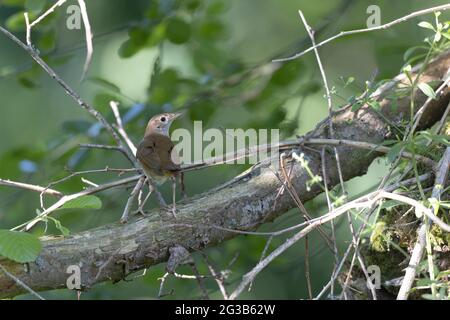 Nightingale Luscinia megarhynchos en sous-croissance près de son nid Banque D'Images