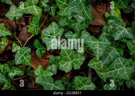 Détail de quelques feuilles et d'une fleur au printemps de Cardener (Vall de Lord, Catalogne, Espagne, Pyrénées) ESP: Detalle de unas hojas y una flor (Pirineos) Banque D'Images