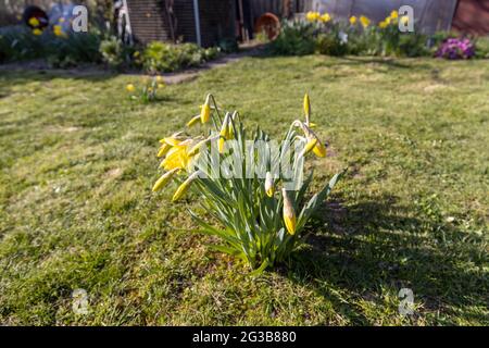 Magnifiques jonquilles dans le jardin au soleil de printemps. Banque D'Images