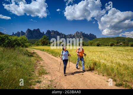 Randonneurs marchant entre les champs de la Pla de Masroig, avec la montagne de Montserrat en arrière-plan (Bages, Barcelone, Catalogne, Espagne) Banque D'Images