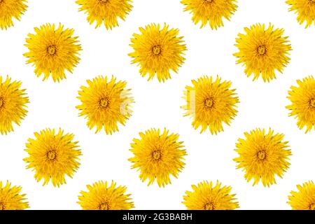 Motif sans couture des pissenlits de couleur jaune sur fond blanc, gros plan, minimalisme. Peut être utilisé comme fond floral naturel, élemen Banque D'Images