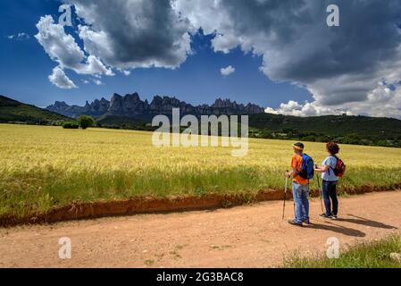 Randonneurs marchant entre les champs de la Pla de Masroig, avec la montagne de Montserrat en arrière-plan (Bages, Barcelone, Catalogne, Espagne) Banque D'Images