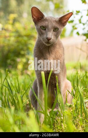 Portrait du joli chat de race Oriental, 2 ans assis sur l'herbe dans le jardin d'été en plein air. Banque D'Images