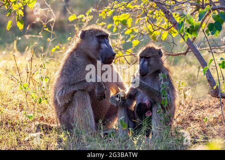 Chacma babouins (Papio ursinus), homme, femme et bébé, dans le delta de l'Okavango, au Botswana, en Afrique. Banque D'Images