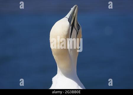 Helgoland, Allemagne. 15 juin 2021. Deux gantets nettoient leurs plumes sur la roche dite de guillemot sur l'île haute mer de Helgoland. Credit: Marcus Brandt/dpa/Alay Live News Banque D'Images