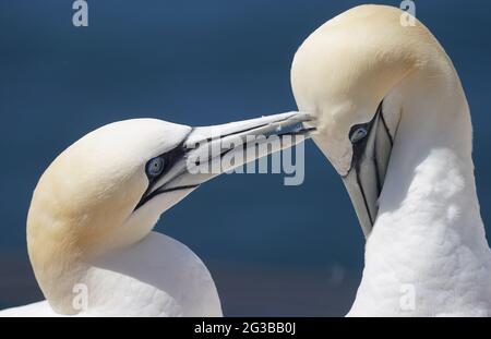 Helgoland, Allemagne. 15 juin 2021. Deux gantets nettoient leurs plumes sur la roche dite de guillemot sur l'île haute mer de Helgoland. Credit: Marcus Brandt/dpa/Alay Live News Banque D'Images