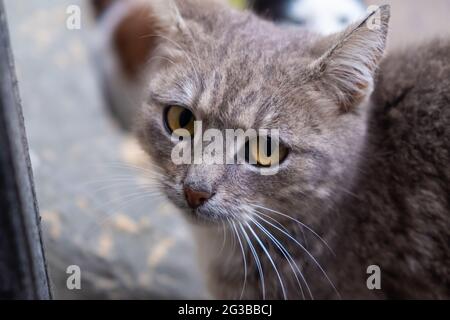 belle face d'un chat gris gros plan. Banque D'Images