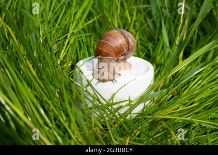 crème avec mucine d'escargot dans l'herbe verte, soin de la peau. Banque D'Images