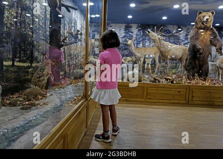 Une petite fille visite le musée d'histoire naturelle, avec des animaux sauvages embaumés, à Plovdiv, Bulgarie. Banque D'Images