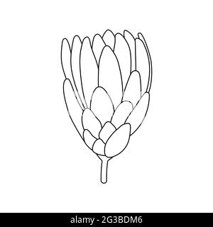 Icône de fleur. Fleur de contour dessinée à la main isolée sur fond blanc. Caricature Proteus. Plante délicate dans le style de l'art de ligne. Symbole mignon de l'été, du printemps, Illustration de Vecteur