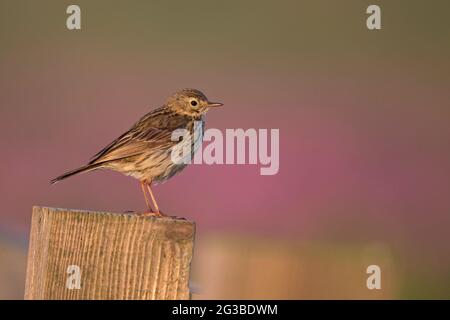 Meadow Pipit spioncelle (Anthus pratensis) Banque D'Images