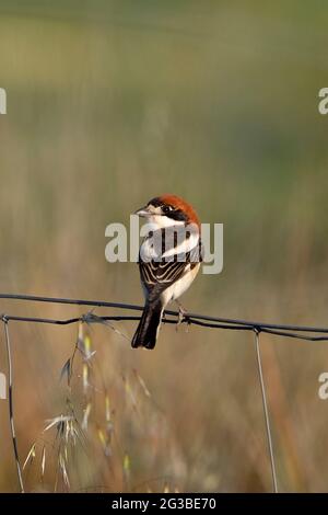 Woodchat Shrike (Lanius senator) Banque D'Images