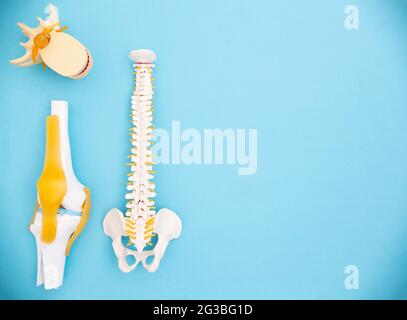 Maquettes médicales de la colonne vertébrale humaine, de l'articulation du genou et du disque intervertébral sur fond bleu. Le concept de traitement du système musculo-squelettique humain Banque D'Images