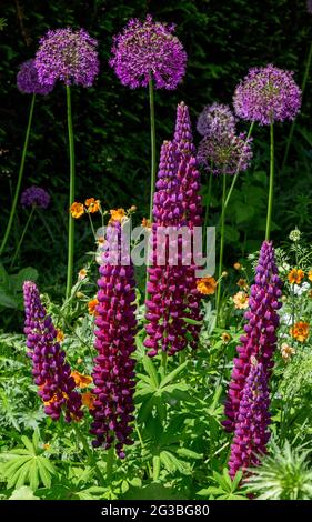 Purple Lupinus 'pièce de plâtre', alliums et géums dans York Gate Garden, Leeds, Angleterre. Banque D'Images