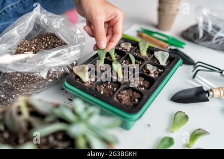 Propagation des feuilles succulentes à l'unissant. Femme jardinant à la maison plantant des feuilles de plante dans le pot mélange propageant plateau pour la germination. Jardin intérieur dans l'appartement Banque D'Images