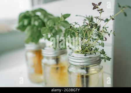 Jardin d'herbes fraîches à la cuisine comptoir vue du dessus du basilic genovese, menthe, thym dans les pots de méthode kratky hydroponique Banque D'Images