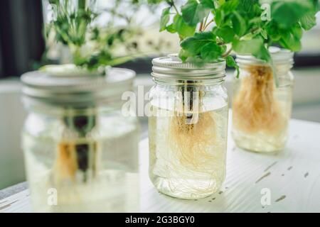 Méthode kratky hydroponique système de bocaux fermés. Herbes plantes avec des racines dans l'eau hydroponique. Herbes fraîches à manger. Gros plan de couvercles faits maison avec substrat Banque D'Images