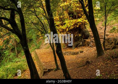 Le châtaignier monumental de Castanyer d'en Cuch, en automne. C'est le plus grand châtaignier de Catalogne (Montseny, Barcelone, Catalogne, Espagne) Banque D'Images