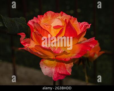 rose orange et jaune sur fond vert naturel Banque D'Images