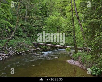 Passerelle étroite en bois enjambant une rivière fluide dans la gorge idyllique de Wutach ('Wutachschlucht'), Forêt Noire, Allemagne entourée d'une forêt dense et verte. Banque D'Images