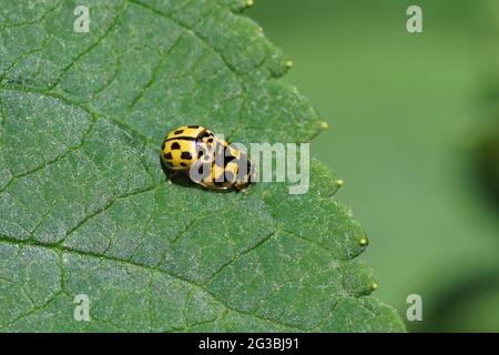 Deux ladybirds à quatorze points de contact, quatorze coccinelles tachetées (Propylea quatuordecimpunctata) sur une feuille. Famille des coccinellidae, coccinellidae. JE Banque D'Images