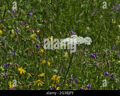 Belle prairie à fleurs avec higoud (heracleum sphondylium) avec fleur blanche entourée d'herbe et de fleurs jaunes et violettes à la fin du printemps. Banque D'Images