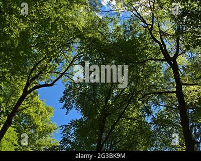 Vue à angle bas sur les couronnes d'arbres à feuilles caduques avec des feuilles vertes fraîches à la fin de la saison de printemps, le jour ensoleillé dans la chaîne de montagnes de l'Alb souabe. Banque D'Images