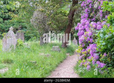 Rhododendrons dans le vieux cimetière de Southampton Banque D'Images