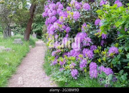 Rhododendrons dans le vieux cimetière de Southampton Banque D'Images