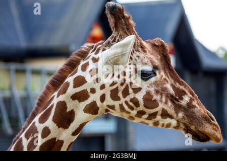 Close-up d'une girafe. Banque D'Images