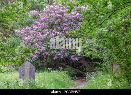 Rhododendrons dans le vieux cimetière de Southampton Banque D'Images