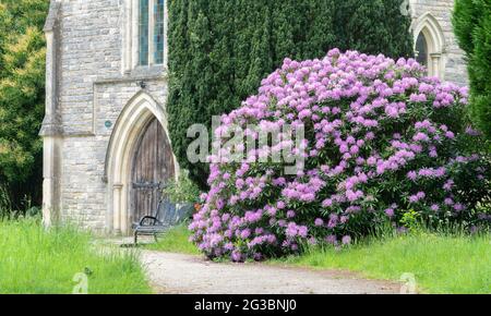 Rhododendrons dans le vieux cimetière de Southampton Banque D'Images