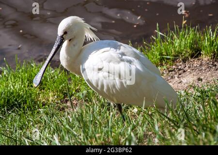 Le Spoonbill eurasien (Platalea leucorodia) dans le zoo de Prague Banque D'Images