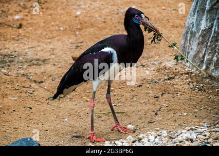 La cigogne d'Abdim (Ciconia Abdimii) dans le zoo de Prague Banque D'Images