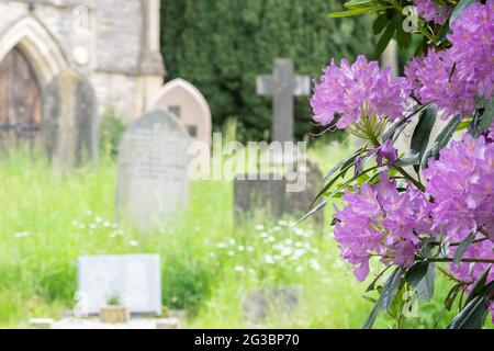 Rhododendrons dans le vieux cimetière de Southampton Banque D'Images