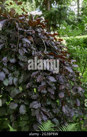 Un hêtre pourpre pleurant dans York Gate Garden, Leeds, Yorkshire, Angleterre. Banque D'Images