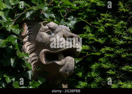 Un lion dirige le gargouille parmi l'ivie et le yew sur un mur à York Gate Garden, Leeds, Angleterre. Banque D'Images