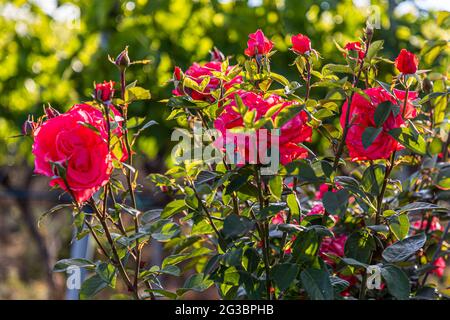 Roses dans le vignoble de la famille Zornitza Relais & Châteaux à Sansanski, Bulgarie Banque D'Images