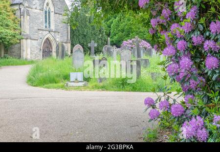 Rhododendrons dans le vieux cimetière de Southampton Banque D'Images