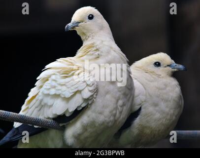 PIGEONS IMPÉRIAUX À PIED, BIRDWORLD, FARNHAM, SURREY PIC MIKE WALKER 2021 Banque D'Images